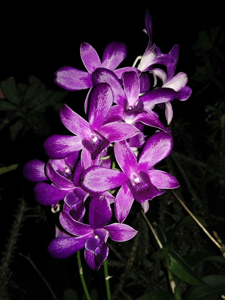 Night orchids