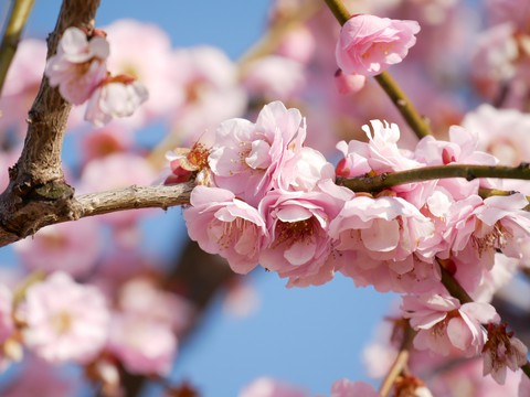 plumblossom