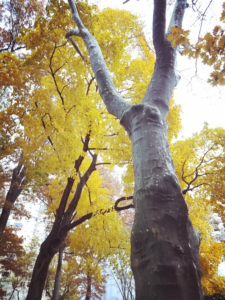 Fall in Central Park