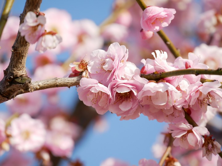 plumblossom