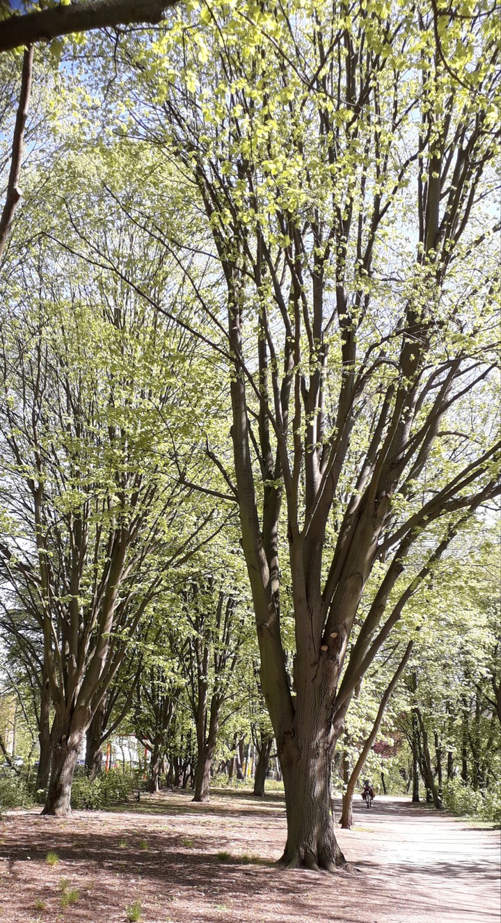 Tree's