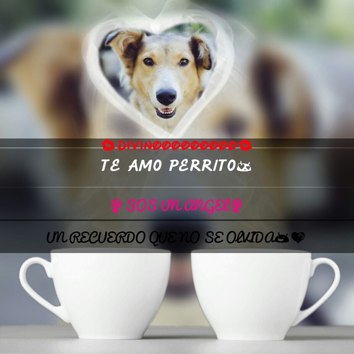 Mi Perro Sin Nombre xDDDD Que amoroso de mi parte !!!!
