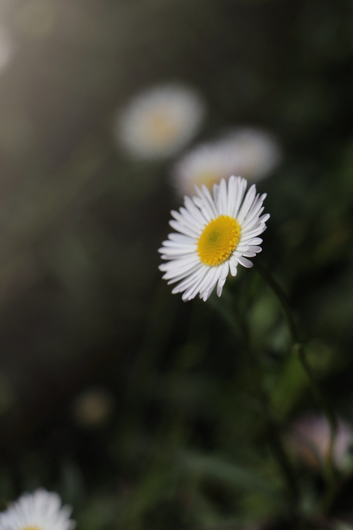 spring