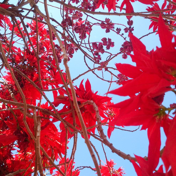 Red and blue