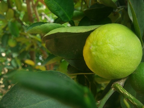 sweet lemon