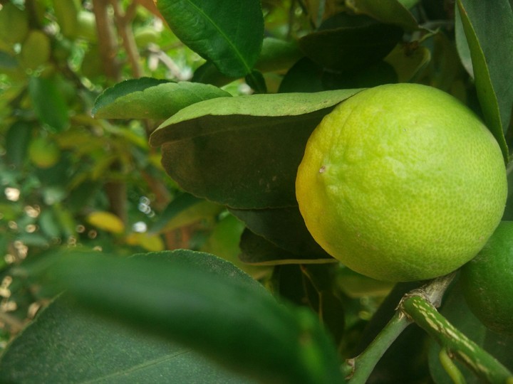 sweet lemon