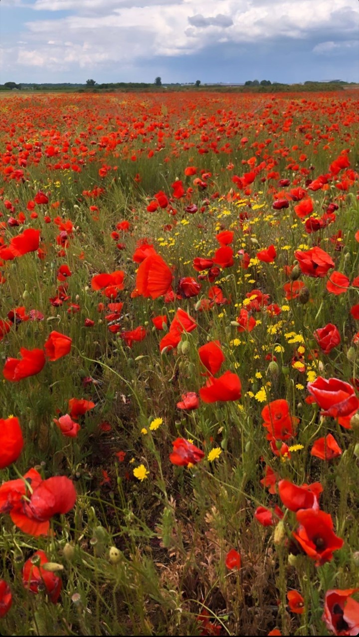 Papaver rhoeas