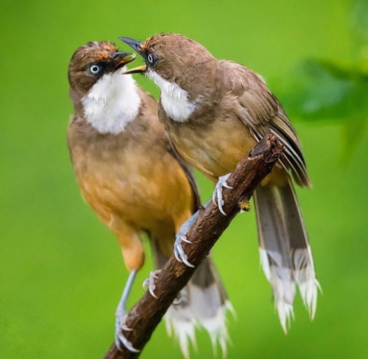 Birds