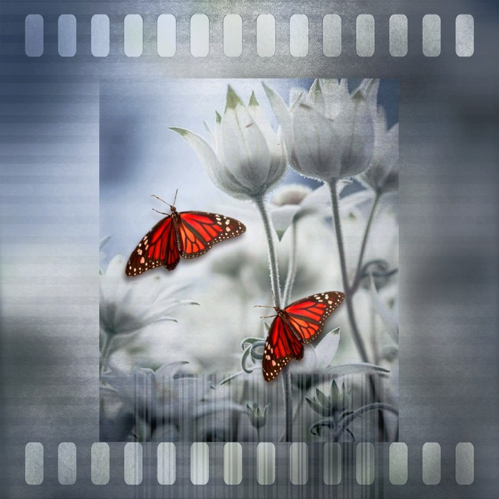 butterflies... collage