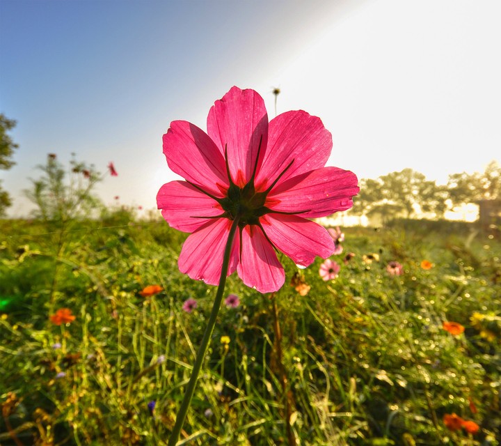 flower