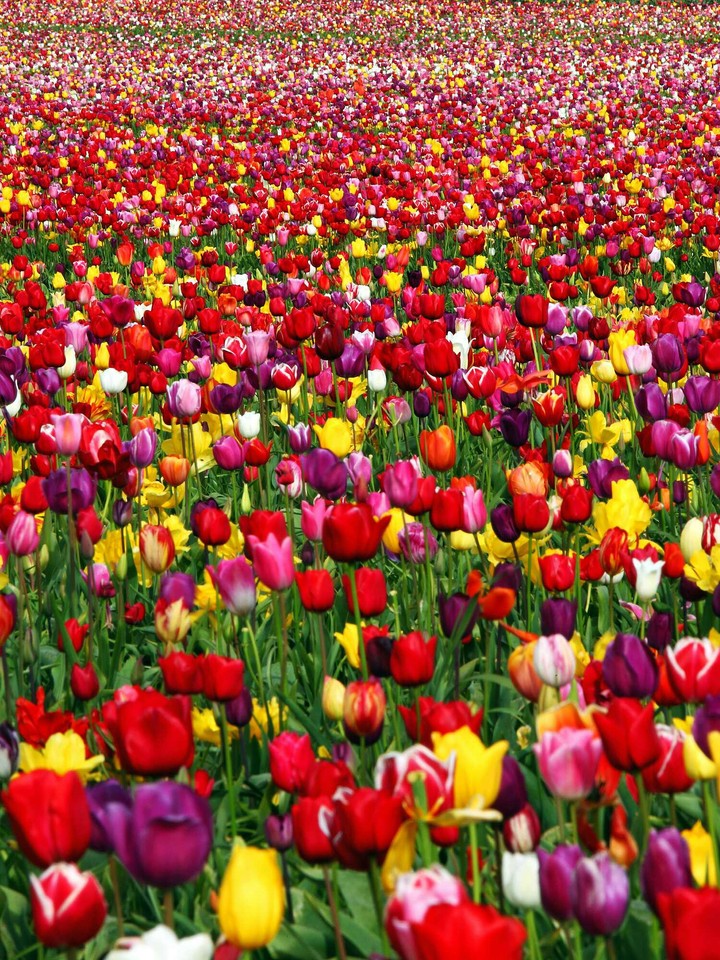 Colors