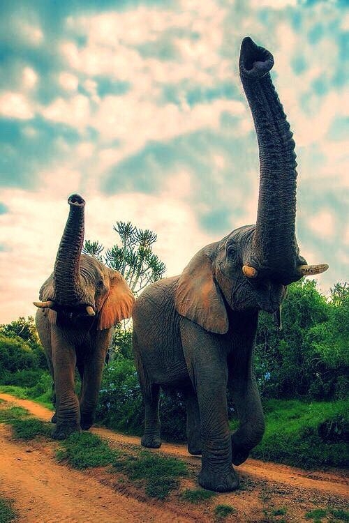 Wildlife
