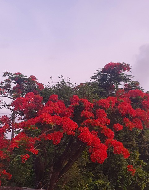 cielo