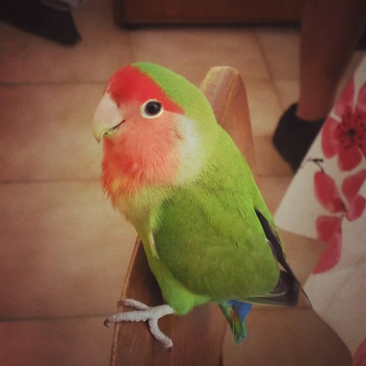 Gery