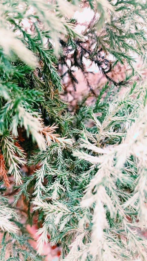 Fern