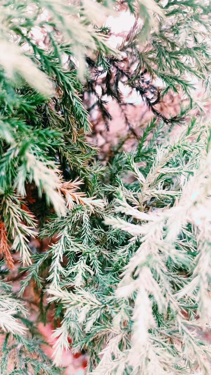 Fern