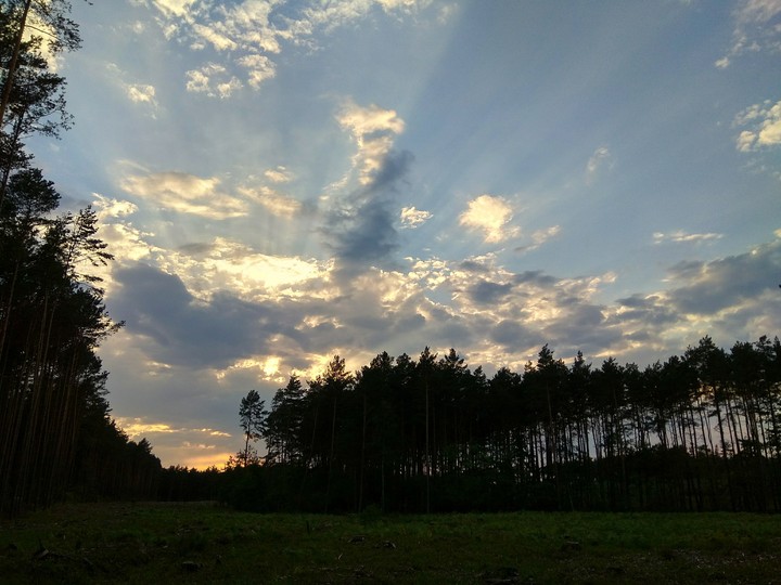 Forest