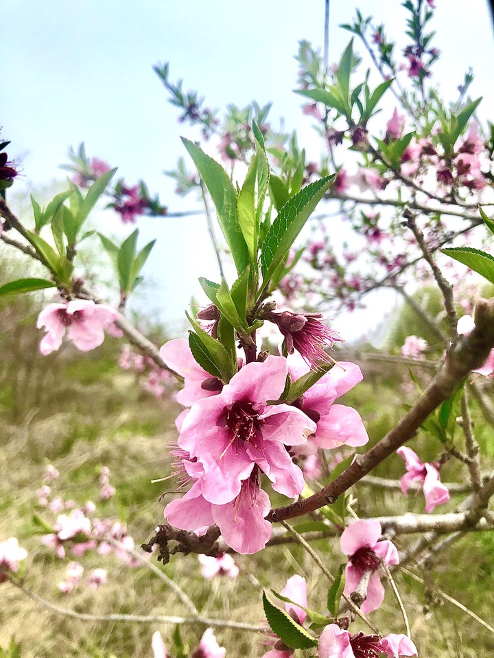 복사꽃