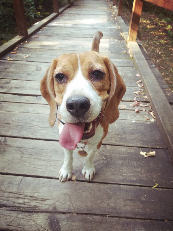 beagle