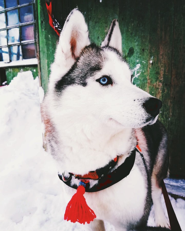 Husky