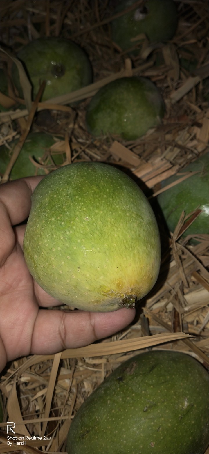mango