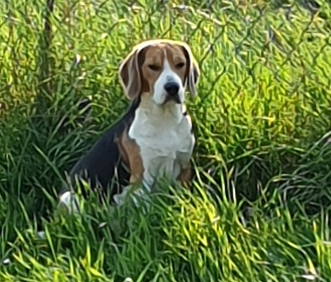 Hund