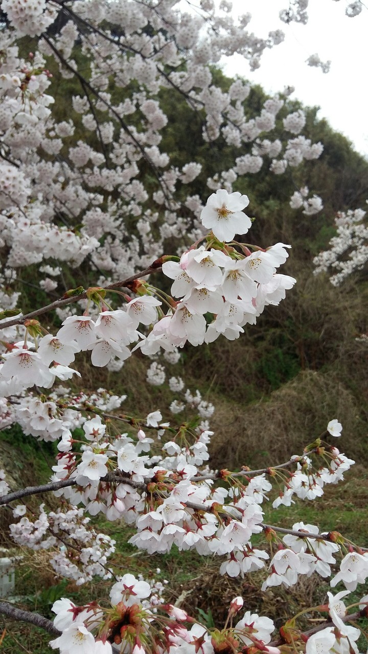 sakura 벚꽃