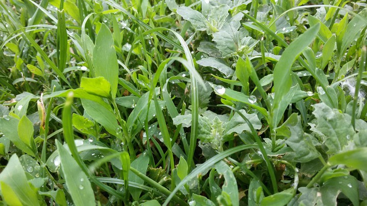 Green&Rainy