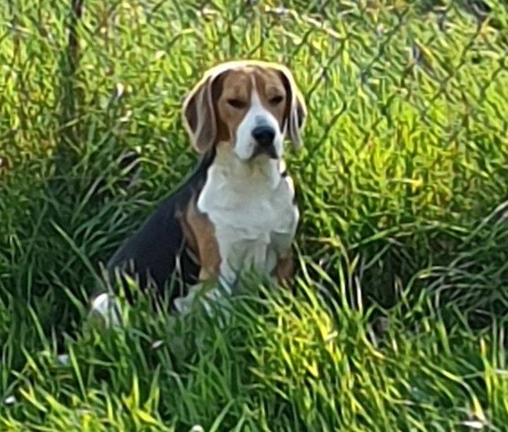 Hund