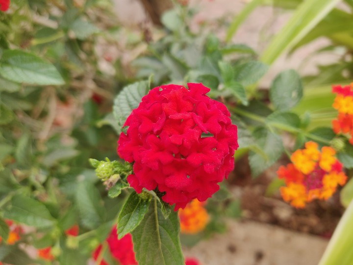Red flower