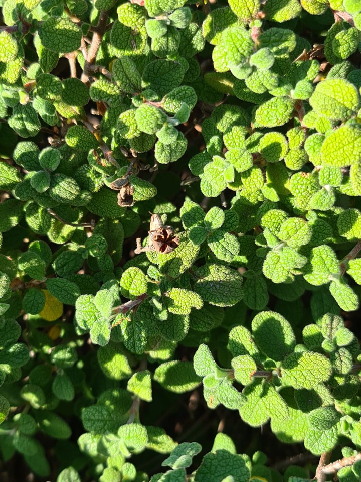 find the grass hopper