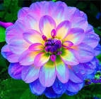 Flor mais linda do mundo