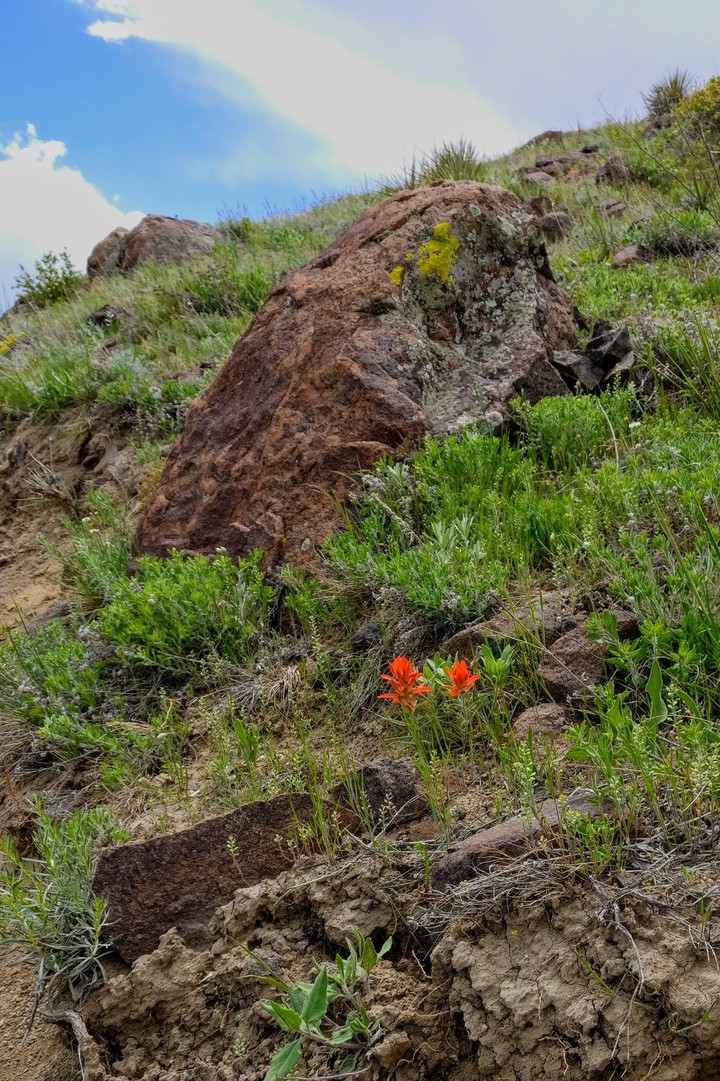 mountain flower