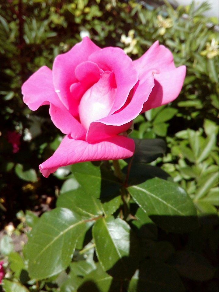 dream pink