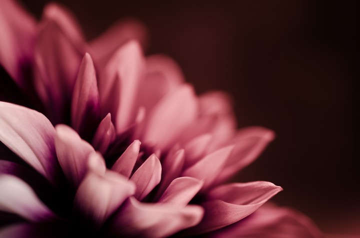 Gloomy Pink