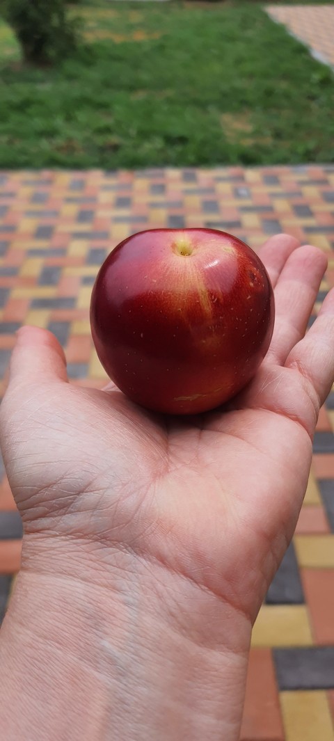 농산물, 음식 배경화면