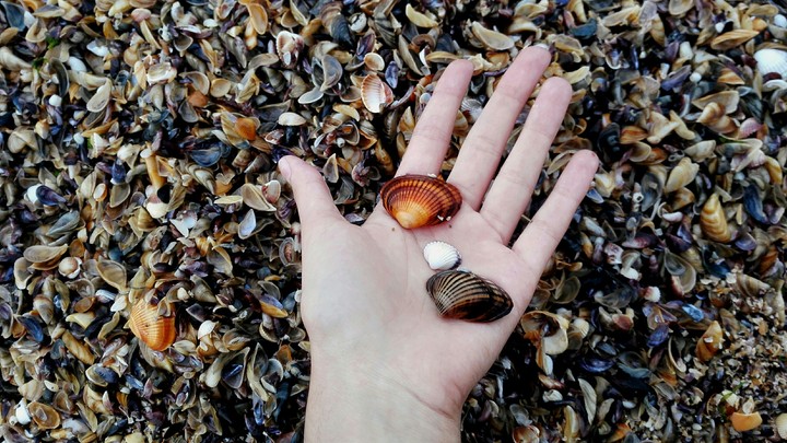 Seashells