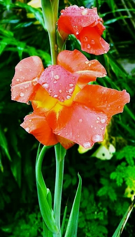 flowers