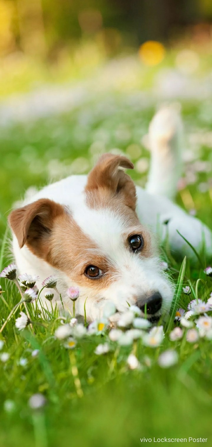 cute puppy