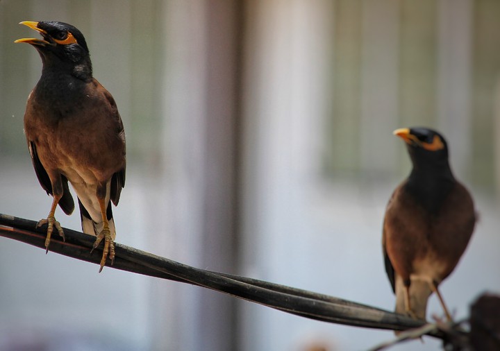 birds