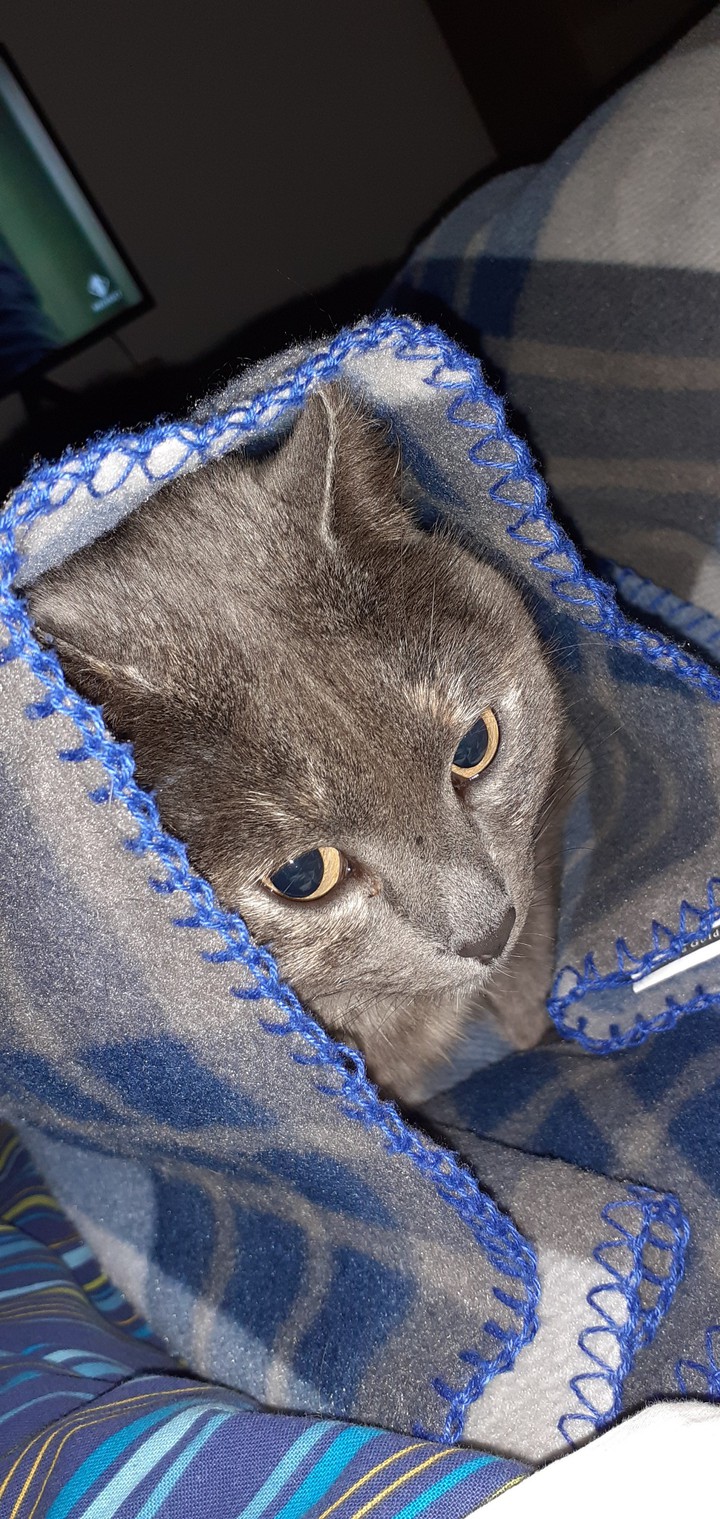 My cat