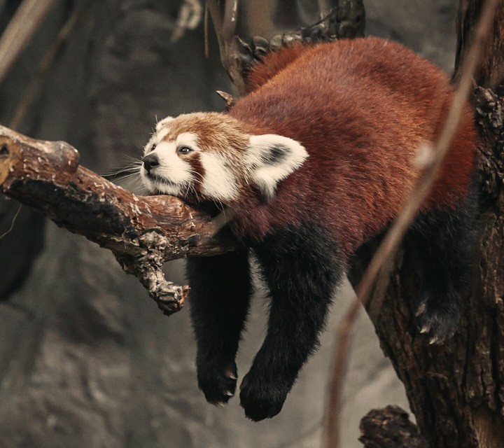Red Panda