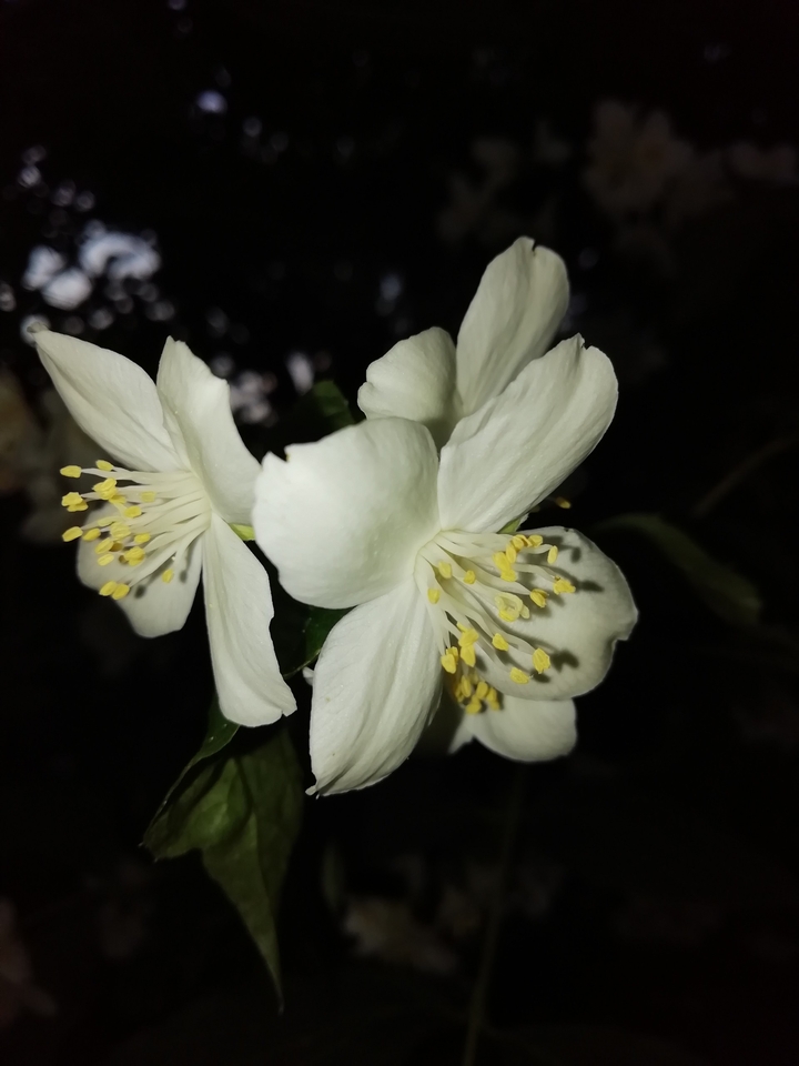 Jasmin