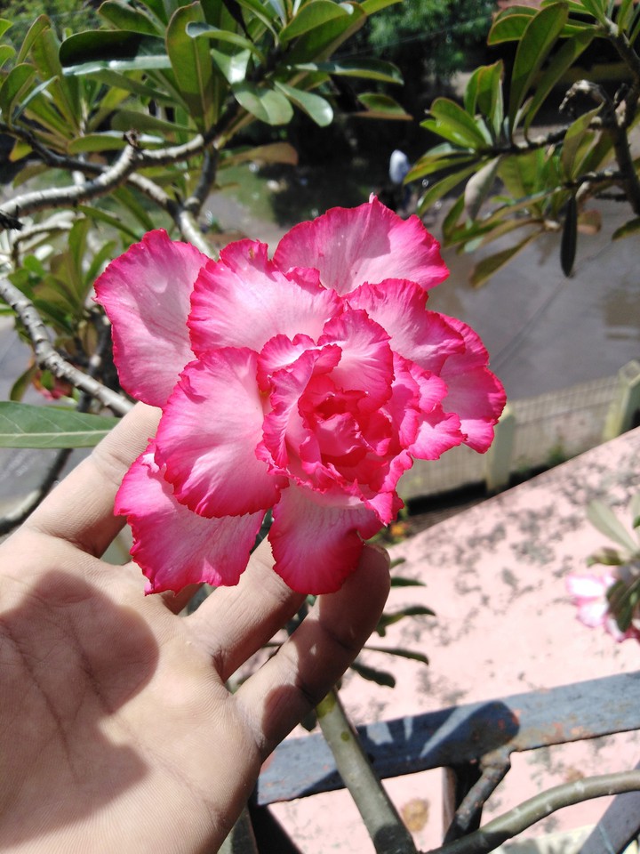 adenium