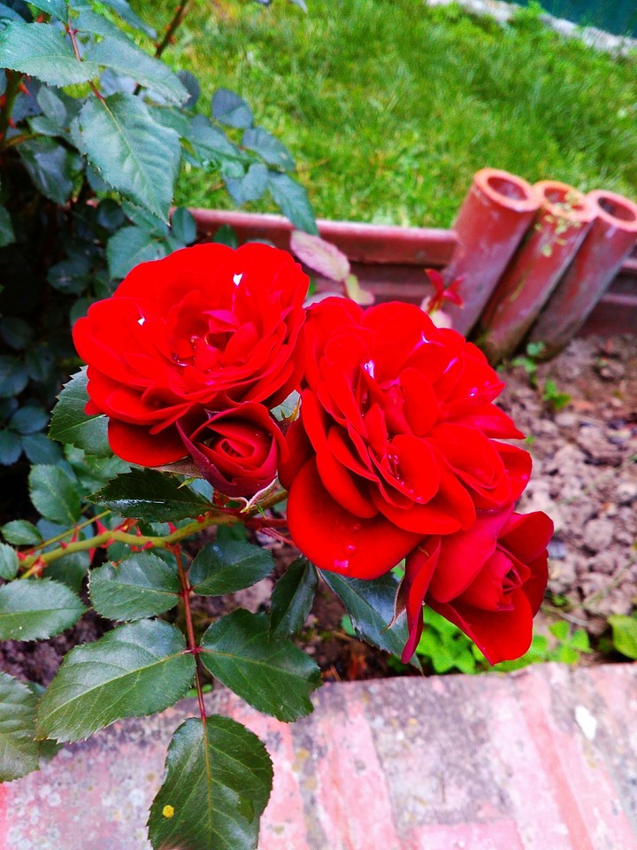rose