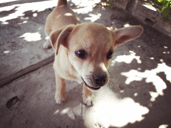 Dog