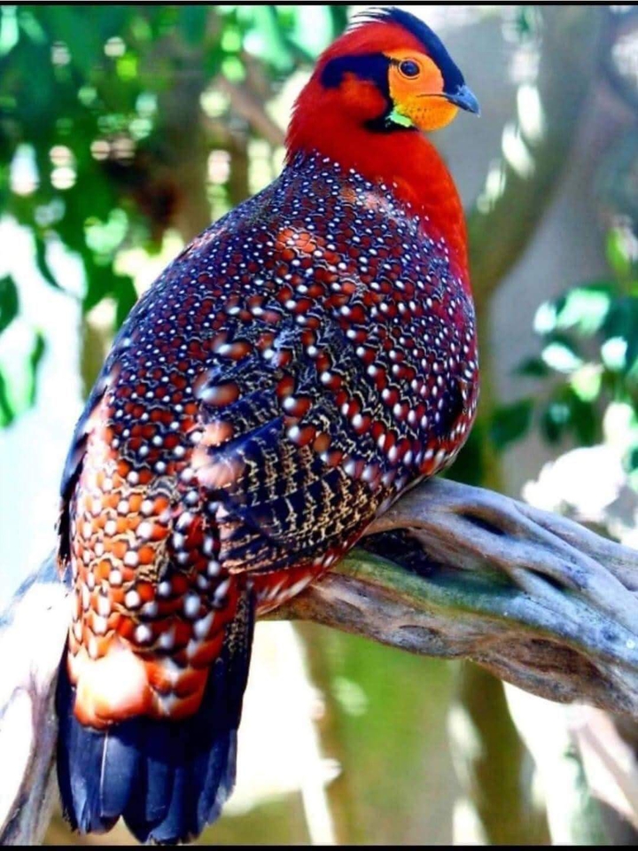 beautiful