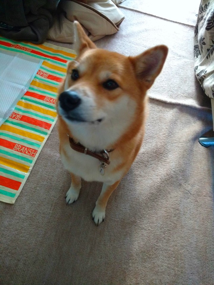 ちょこ1