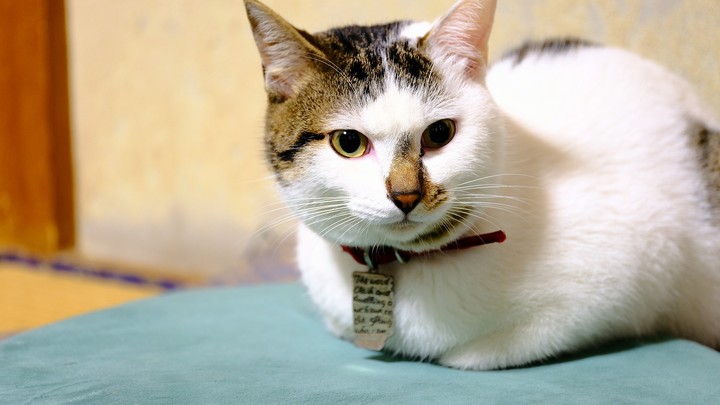 cat