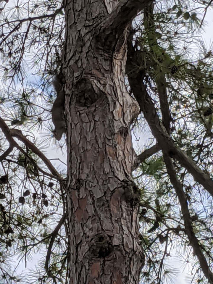 Camouflage